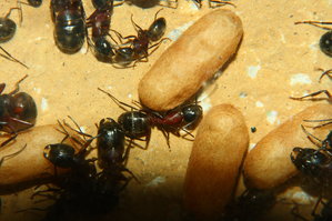 Camponotus ligniperda 19.07.2019_1.jpg