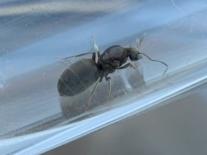 IMG_1718.jpg
