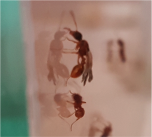 gyne myrmica.png