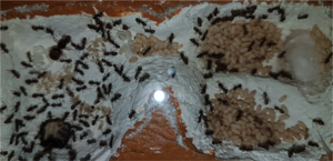 Lasius Nest 2.png
