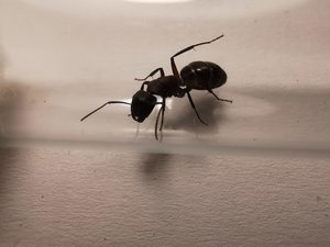 IMG_20190804_203129.jpg