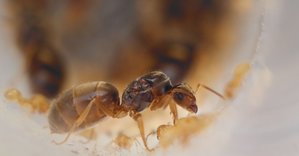 Lasius cf. flavus