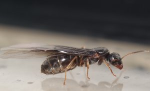 Lasius brunneus