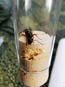 IMG_20190810_172834.jpg