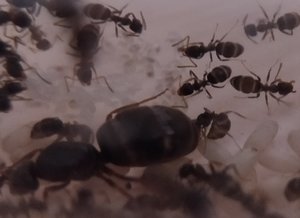 Kleine Ameisen
