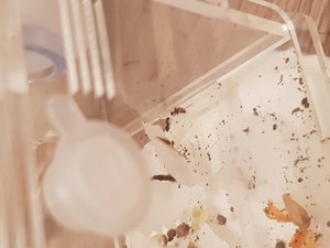 Vielleicht ist das die Königin