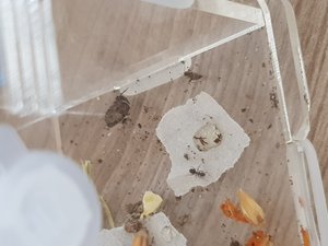 Vergleichsbild, 2 versch. Arbeiterinnen, sicher keine Gyne?