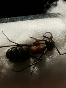 IMG_20190823_165744.jpg