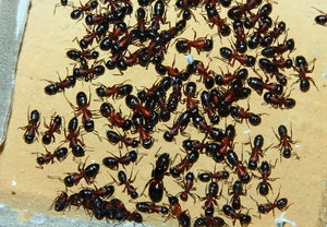 Camponotus ligniperda _1.jpg