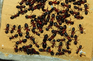 Camponotus ligniperda _2.jpg