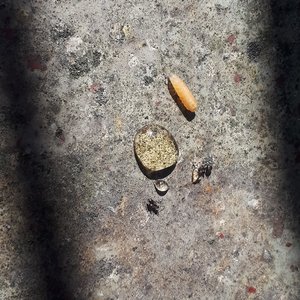 Lasius ohne Hunger.jpg