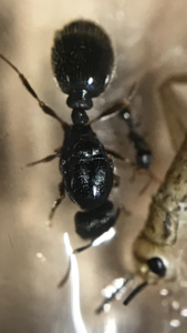 Tetramorium Gyne (man beachte die winzigen Dornen)