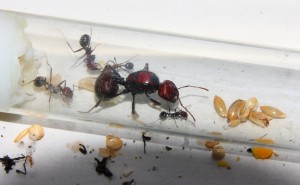 Messor cephalotes.jpg