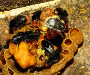Steinhummel_1.jpg