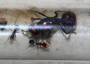 Messor cephalotes  _6.jpg