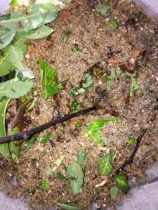 Atta cephalotes bicolor 20180421 IMG_2075.JPG