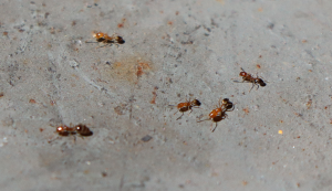 Ants1.png