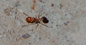 Ants3.png