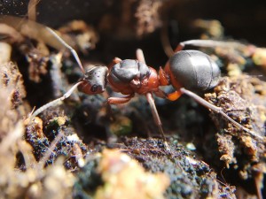 Gyne aus der Formica rufa-Gruppe