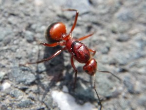 Formica truncorum Gyne