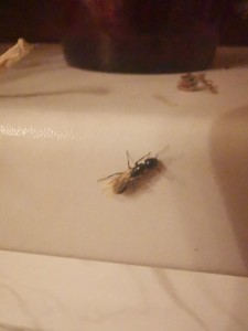 IMG_20200320_211814.jpg