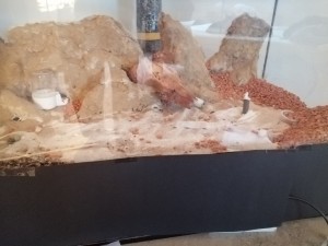 IMG_20200326_070028.jpg