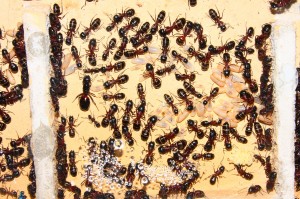 Camponotus ligniperda 2.jpg