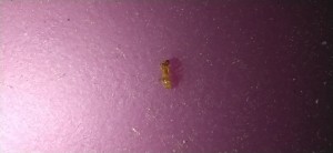 IMG_20200426_194421.jpg