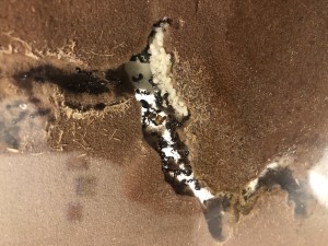 2089408D-4AD4-4E03-AF31-45B29752BFE2.jpeg