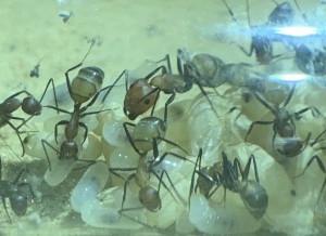 D49DB57B-E8E6-40F8-905D-6A83CB3B0829.jpeg (216.38 KiB) 114319 mal betrachtet Bild 12