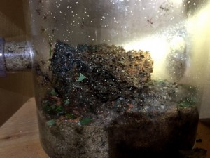 Atta cephalotes bicolor 20180823  IMG_4997.JPG