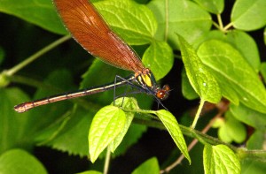 Libelle_1.jpg