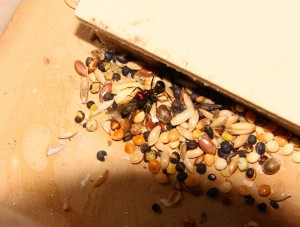 Messor cephalotes 18.05.2020_4.jpg