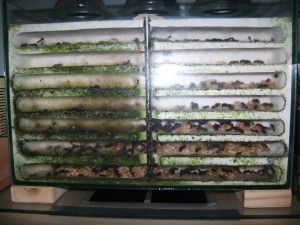 Imperium ligniperdarum