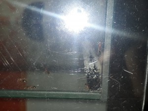 20200604_192152.jpg