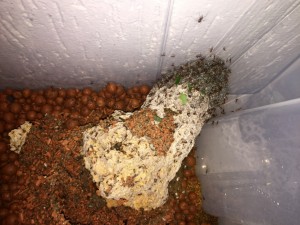 Atta cephalotes bicolor 20190121 IMG_8354.JPG