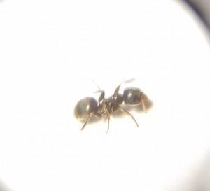 mystery-ant1.jpg