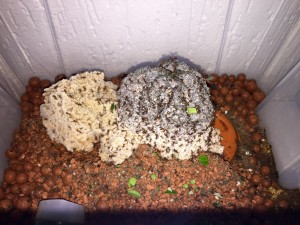 Atta cephalotes bicolor 20190221 IMG_8817.JPG