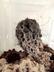 Atta cephalotes bicolor 20190227 IMG_9032.JPG