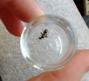 DSCF6814.JPG (1.67 MiB) 1811 mal betrachtet DSCF6814.JPG