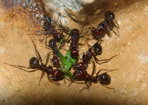 Messor cephalotes 30.06.2020_2.jpg