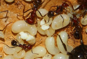 Messor cephalotes Larven futtern Ameisenbrot.jpg