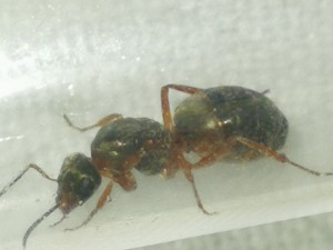 IMG_20200707_084951.jpg (1.14 MiB) 1639 mal betrachtet IMG_20200707_084951.jpg