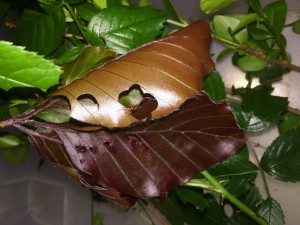 Atta cephalotes bicolor 20190506 - Blutbuche.jpg