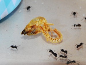 Lasius_fuliginosus.JPG