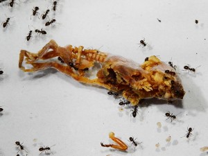 Lasius_niger.JPG