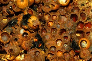 Steinhummel _3.jpg