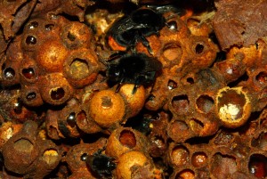 Steinhummel _4.jpg