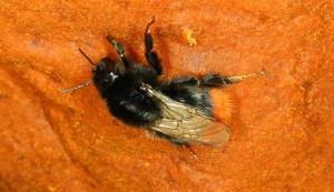 Bombus lapidarius Königin.jpg