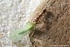 Anochetus-Serie03-(640)+C.jpg